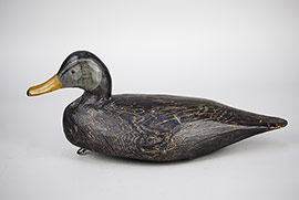 Black duck by Miles Hancock of Chincoteague, Virginia.