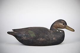 Early black duck gunning decoy by Cameron McIntyre of New Church, VA made in the style of Nathan Cobb Jr.