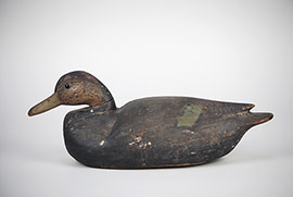 Early black duck gunning decoy by Cameron McIntyre of New Church, VA made in the style of Nathan Cobb Jr.