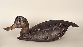 "Ward style" humpback black duck by Frank Finney of Pungo, Virginia, 1970s.