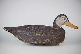 Black duck by Miles Hancock of Chincoteague, Virginia