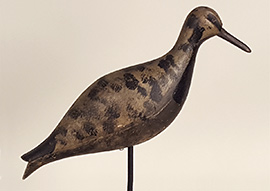 Rare black-bellied plover from New Jersey's "Lumberyard" rig, ca. 1900.