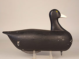 Rare coot by Jess Urie of Rock Hall, Maryland. 