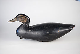 Black duck by a member of the Stites family of Cape May County, NJ.