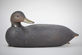 Turned-head black duck by Dave "Umbrella" Watson of Chincoteague, Virginia